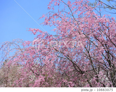 シダレザクラ:枝垂れ桜 シダレザクラ:枝垂れ桜 10663075