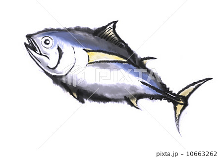 メバチマグロ 10663262