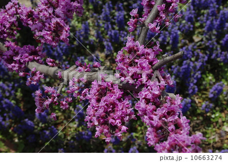 アメリカハナズオウ 10663274