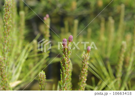松の芽 10663418