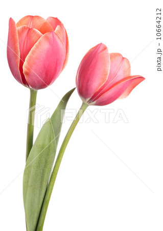 Tulips Tulips 10664212