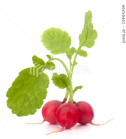 Small garden radish with leaves Small garden radish with leaves 10664306