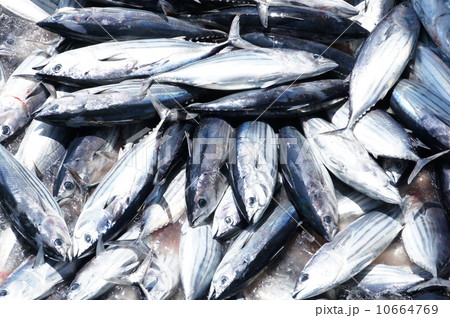 カツオの水揚げ 10664769