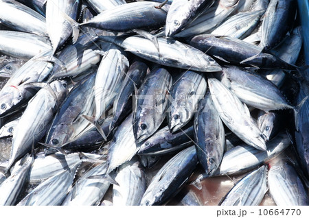 カツオの水揚げ カツオの水揚げ 10664770