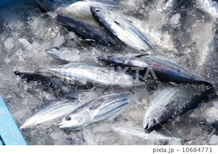 カツオの水揚げ カツオの水揚げ 10664771