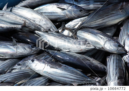 カツオの水揚げ 10664772