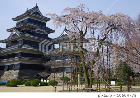 国宝　松本城　加藤清正　駒つなぎの桜 10664778