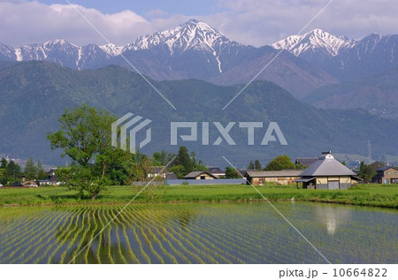 春の信州 安曇野・北アルプス 春の信州 安曇野・北アルプス 10664822
