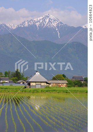 春の信州　安曇野・北アルプス 10664823