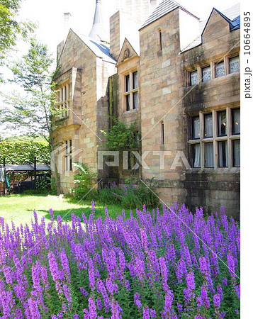 ロックハート城とラベンダー ロックハート城とラベンダー 10664895