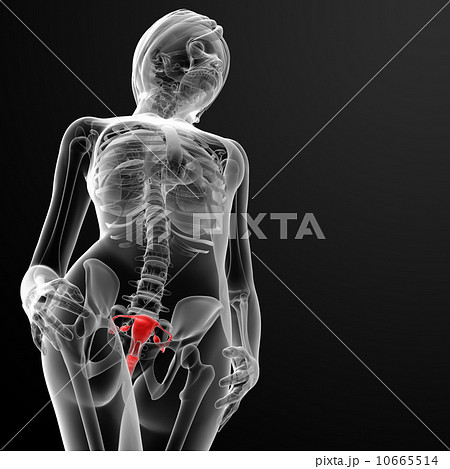 Female Reproductive System 10665514