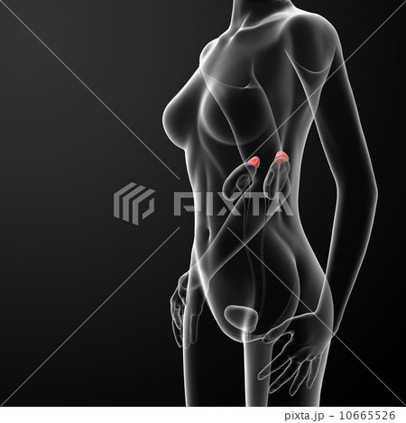 Female adrenal anatomy x-ray Female adrenal anatomy x-ray 10665526