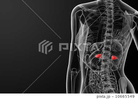 Female adrenal anatomy x-ray 10665549