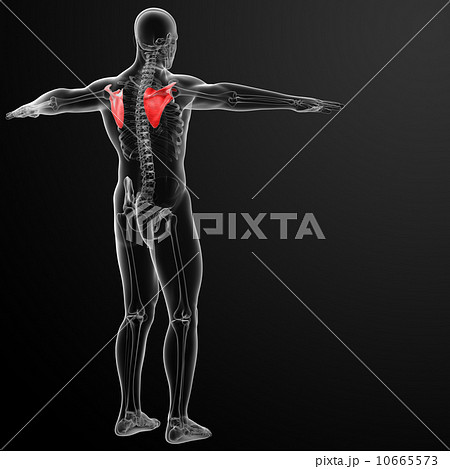 3d render illustration scapula bone 3d render illustration scapula bone 10665573