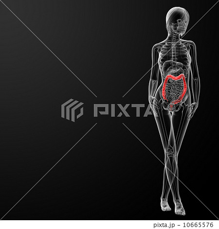 female anatomy - colon 10665576
