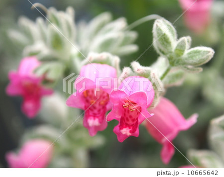 フェアリーピンク 10665642