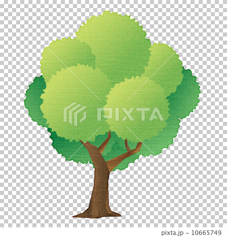 一棵樹 10665749