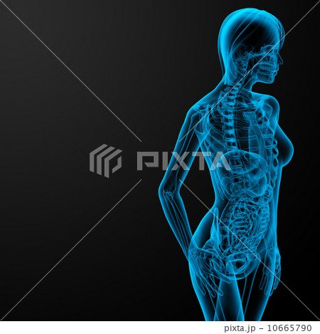 female anatomy female anatomy 10665790