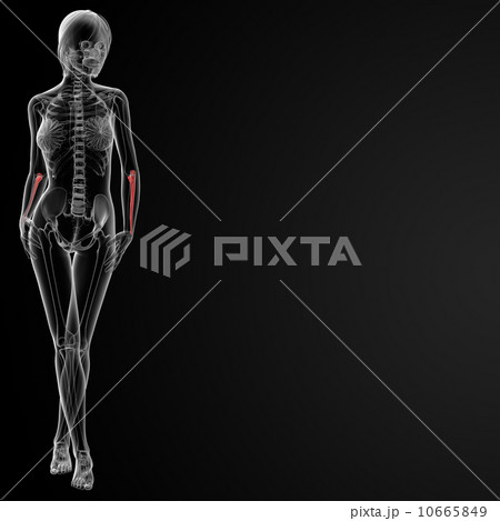 ulna bone ulna bone 10665849