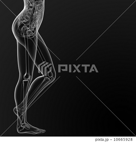 human anatomy 10665928