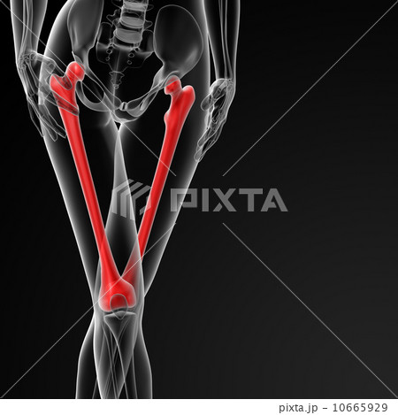 femur bone 10665929