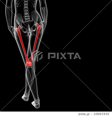 femur bone 10665930