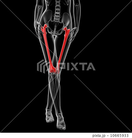 femur bone 10665933