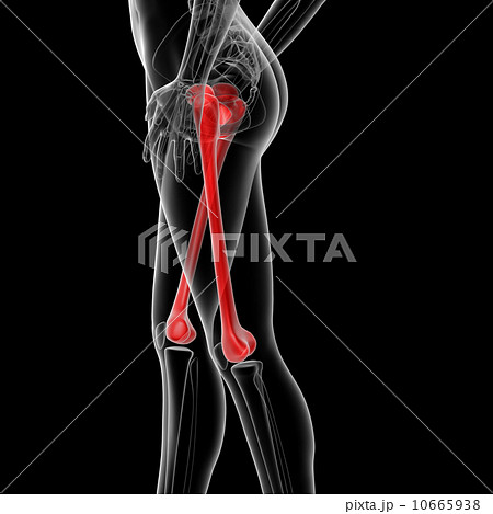 femur bone 10665938
