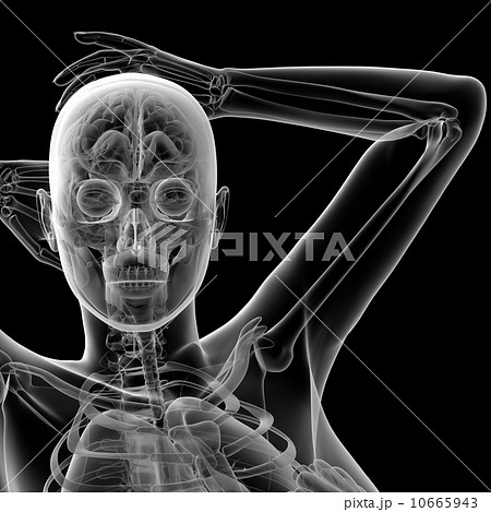 female anatomy female anatomy 10665943