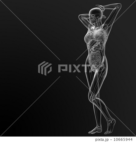 human anatomy 10665944