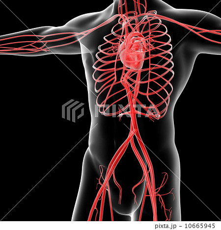 vascular system 10665945