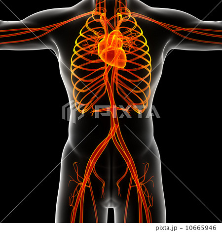 male vascular system 10665946