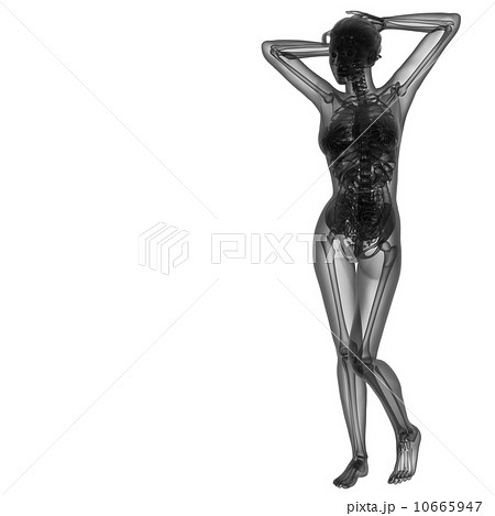 3d renderfemale human anatomy 10665947