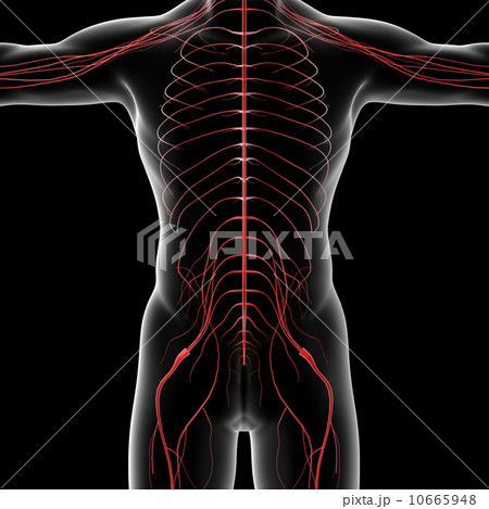 nervous system 10665948