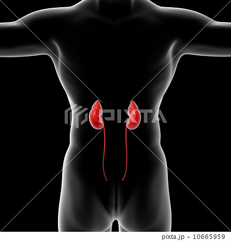 male kidney male kidney 10665959