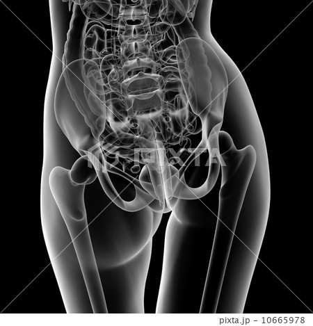 female anatomy 10665978