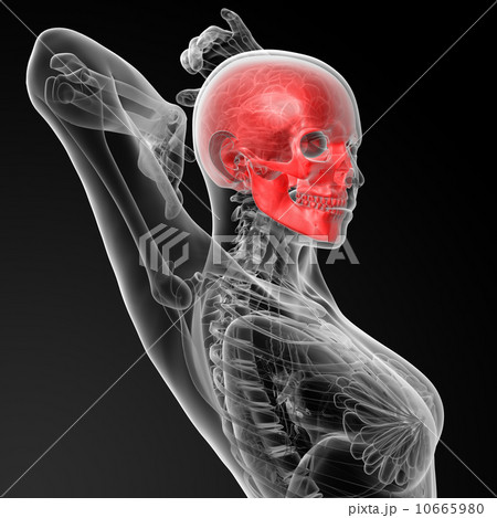 skull bone skull bone 10665980