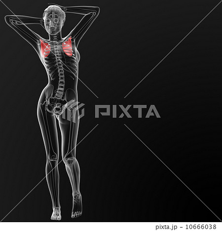 female anatomy female anatomy 10666038