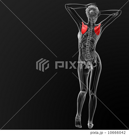 scapula bone 10666042
