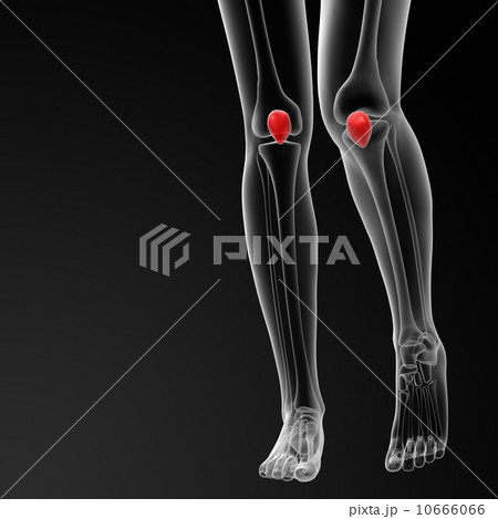 patella bone 10666066