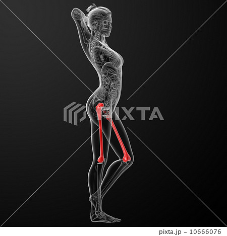 bone 10666076
