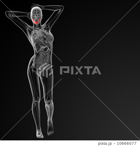 jaw bone 10666077