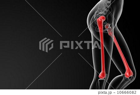 femur bone 10666082
