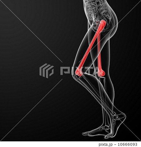 femur bone femur bone 10666093
