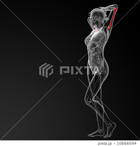 humerus bone 10666094