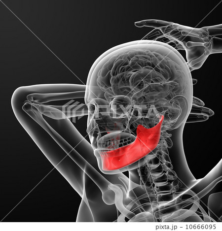 jaw bone 10666095