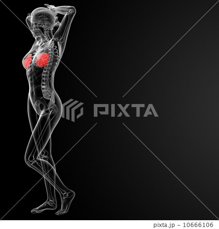 female breast anatomy 10666106