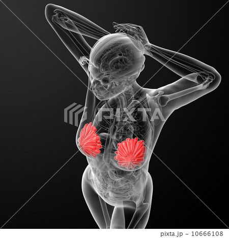 female breast anatomy 10666108