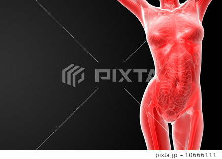 female anatomy female anatomy 10666111