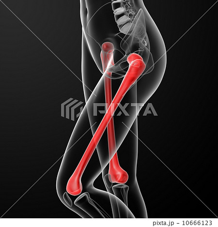 femur bone 10666123